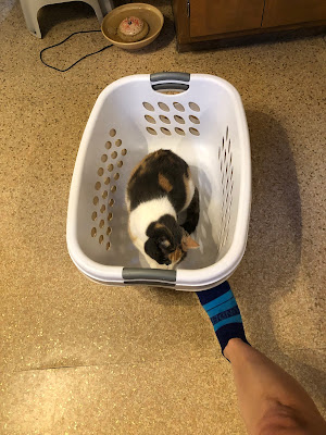 calico cat inside laundry basket with foot