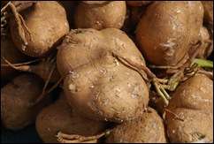 jicama photo