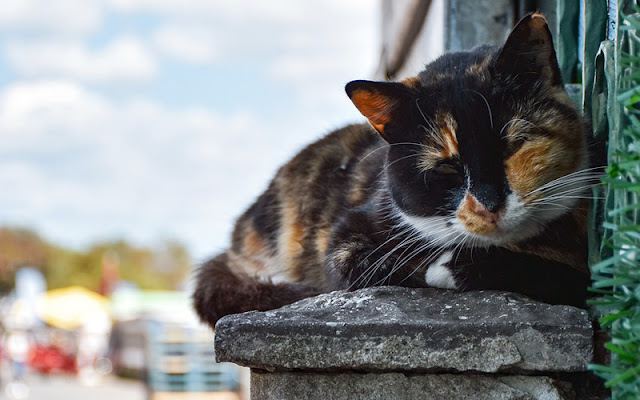 Petualangan di Turki, Keindahan alam Turki, Budaya bersejarah Turki, Kucing-kucing menggemaskan di Turki, Destinasi wisata Turki,