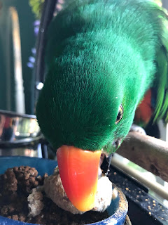 Parrot eating Birdie Almond cookie