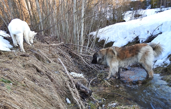 hvit gjeterhund leonberger