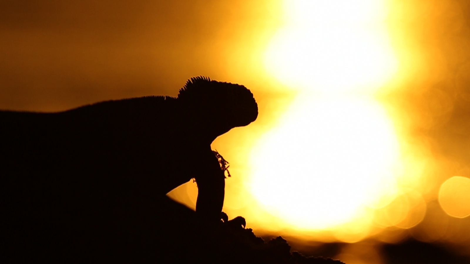 iguana laut galapagos