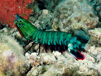 Underwater World Wallpapers