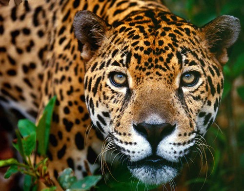 jaguar01