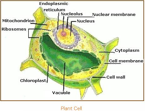 plant cell and animal cell pictures. Plant Cell