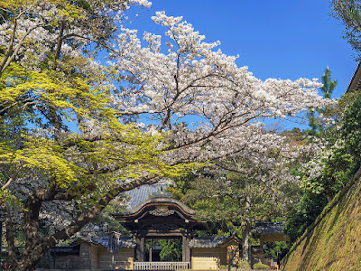 Someiyoshino sakura (Prunus × yedoensis) blossoms: Engaku-ji