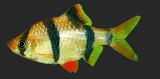 Ikan Tiger Barb