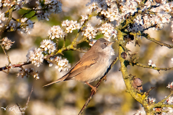 Common whitethroat