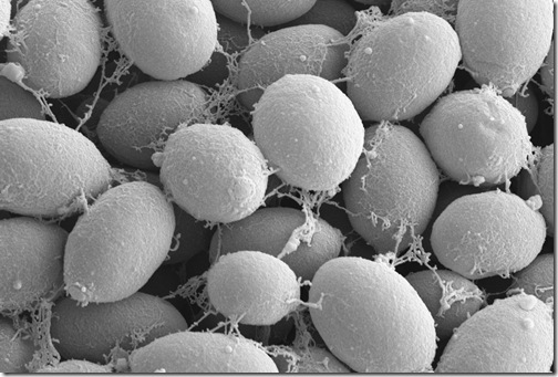 candida_albicans