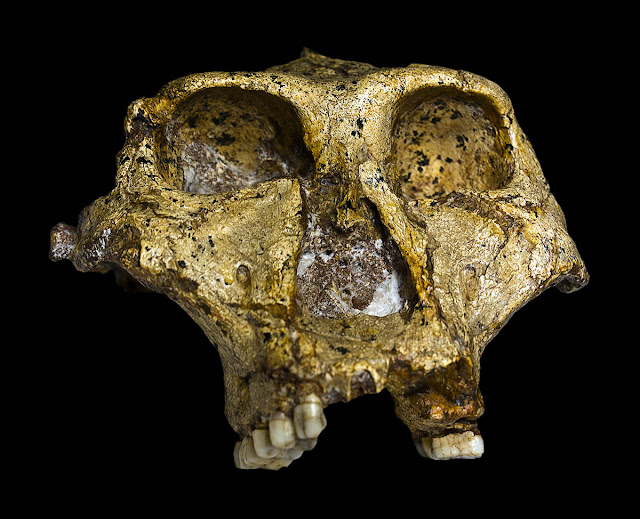  Africa plays a prominent business office inwards human evolution For You Information - Climate variability in addition to increasing aridity brought an halt to Paranthropus robustus