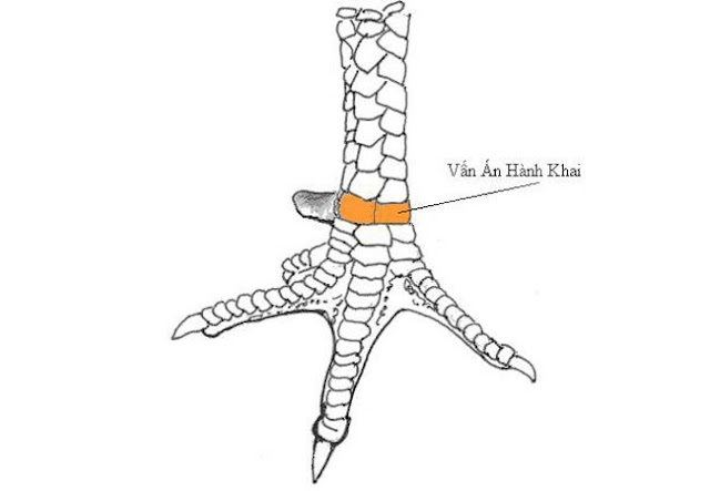 VẢY GÀ CHỌI XẤU : VẢY VẤN ÁN HOÀNH KHAI (HOÀNH KHÔNG)