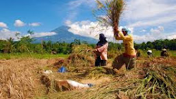 Masuki Masa Panen Beras Turun, Pedagang Minta Harga Di Pasar Stabil