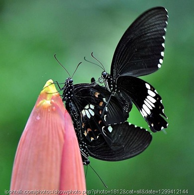 butterfly threesome insect mating