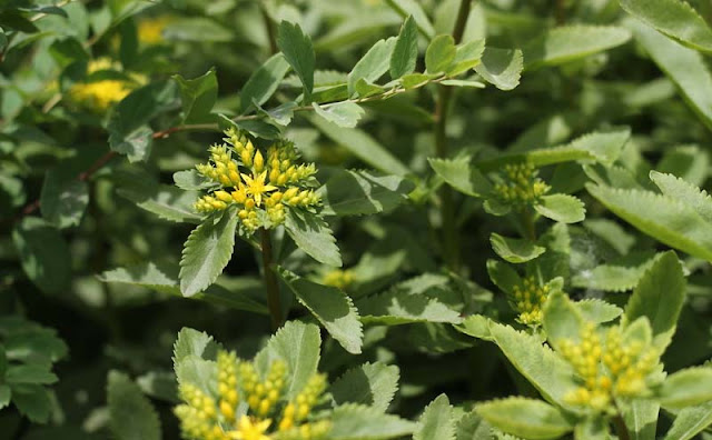 Sedum Aizoon Flowers Pictures