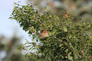 Male Rosefinch