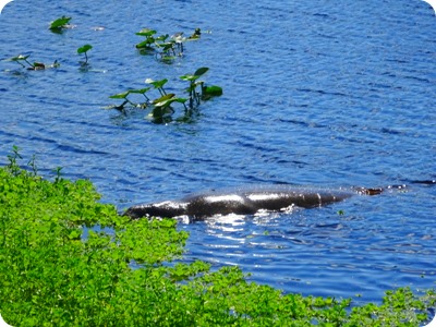 Manatee