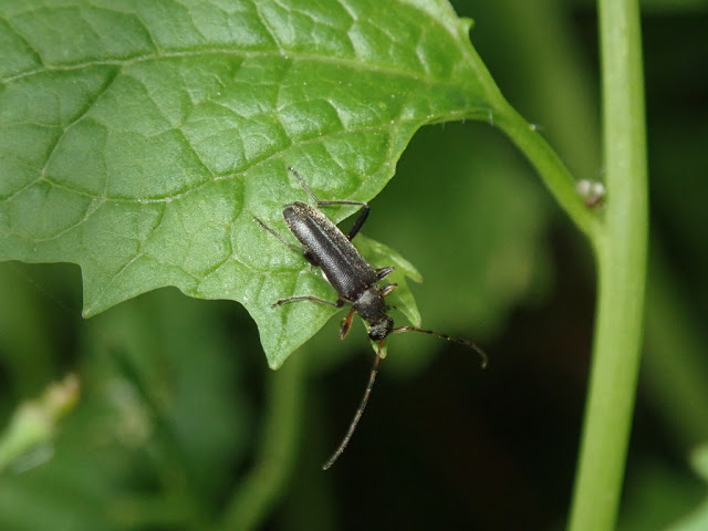 Grammoptera ruficornis