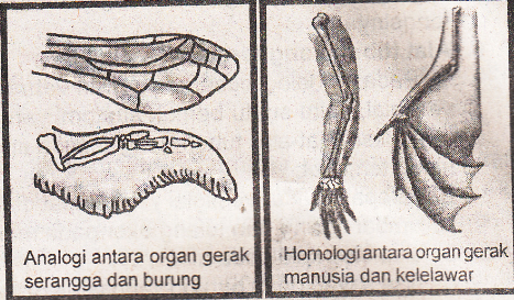 Contoh Organ  Analogi Dan Homologi Gambar  Con