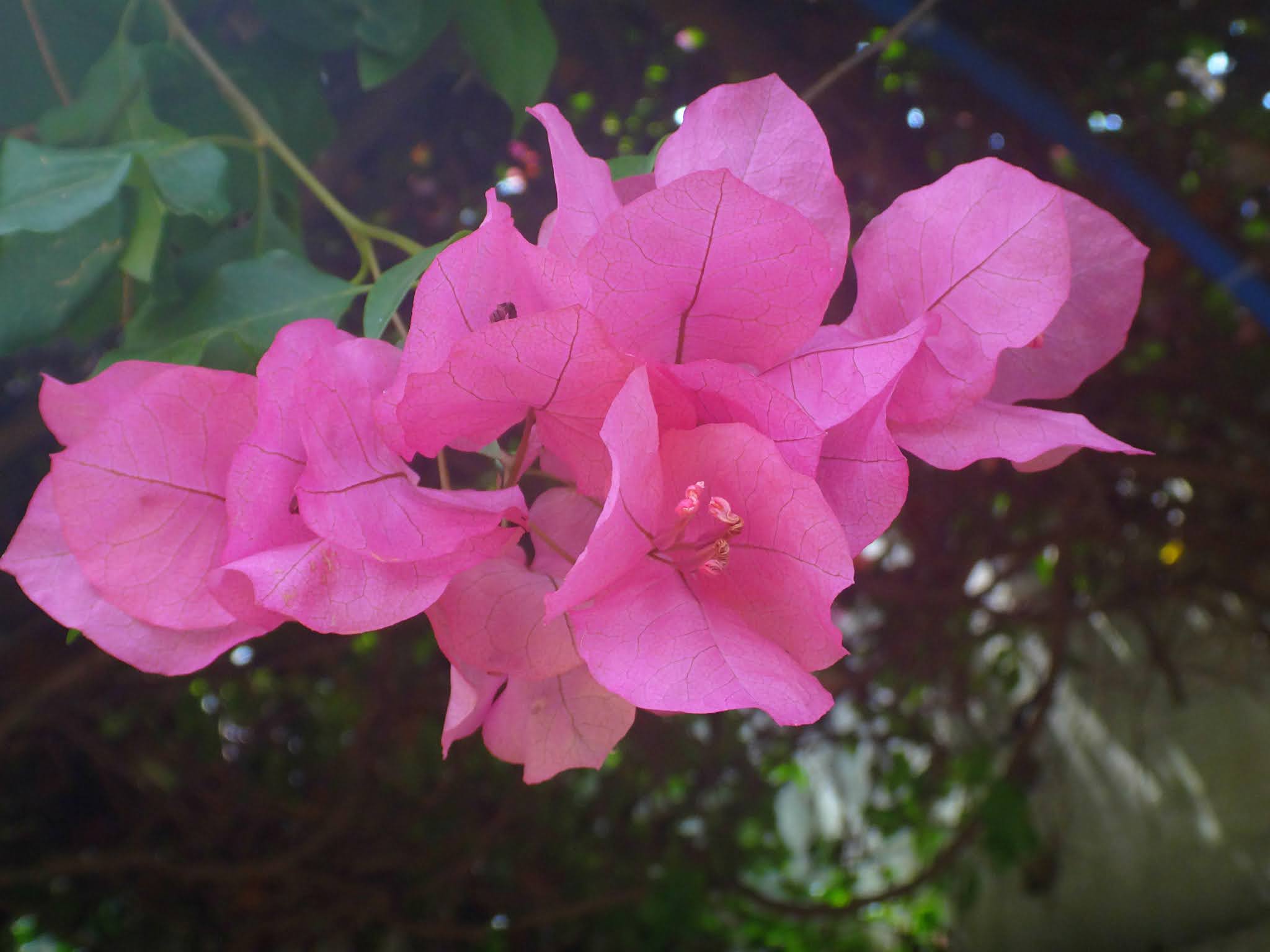 Bougainvilliers