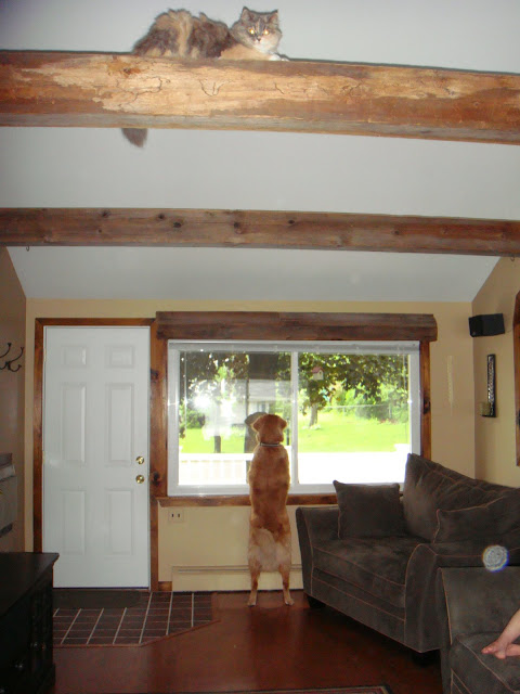 Dog looking outside window for cat