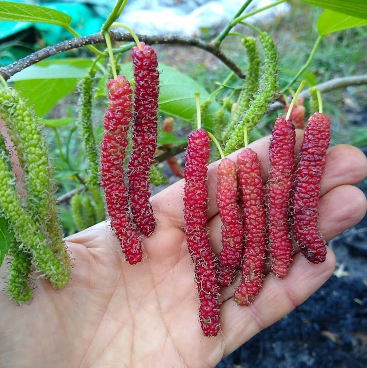 jual bibit long mulberry unggul malang Yogyakarta