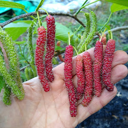 Jual Bibit Long Mulberry Unggul Malang