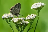 Leptotes pirithous