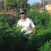 Terlizzi (Ba). Scoperta una coltivazione di “marijuana” in una villetta nelle campagne di Terlizzi