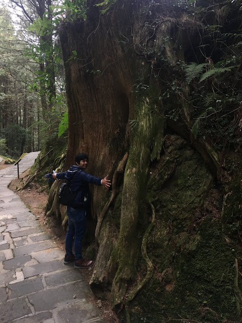 alishan, chiayi, taiwan