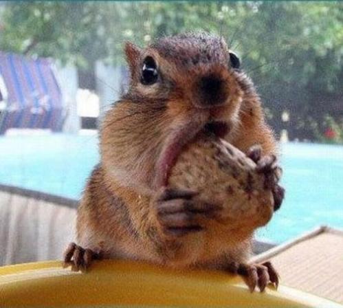 Weird Funny Photos: Squirrels With Mouths Full of Nuts