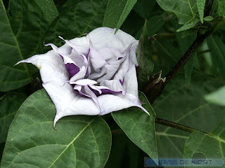 Datura métel