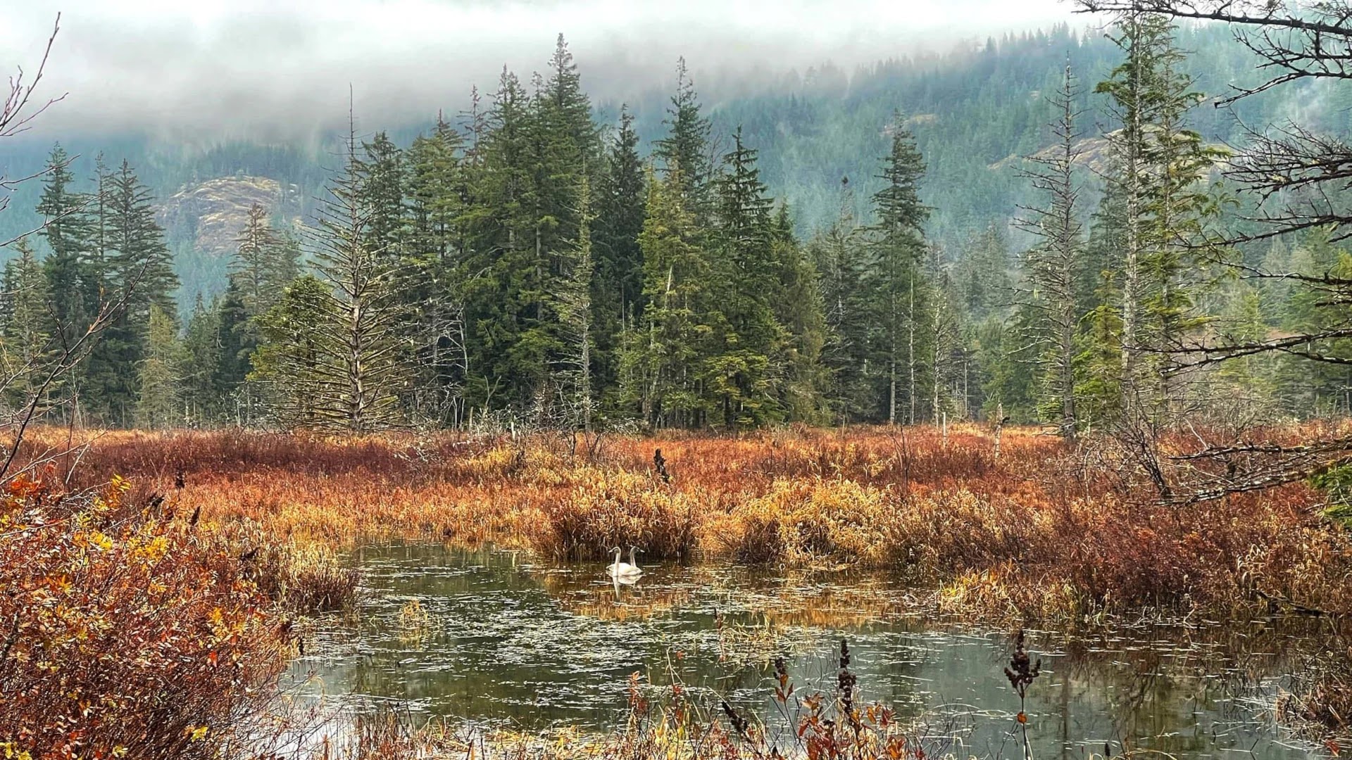 Swans in Wetlands