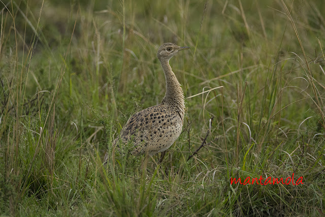 Black-bellied Bustard 