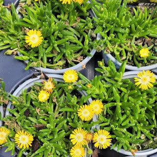 Delosperma Jewel of Desert Series 'Peridot' PP23566
