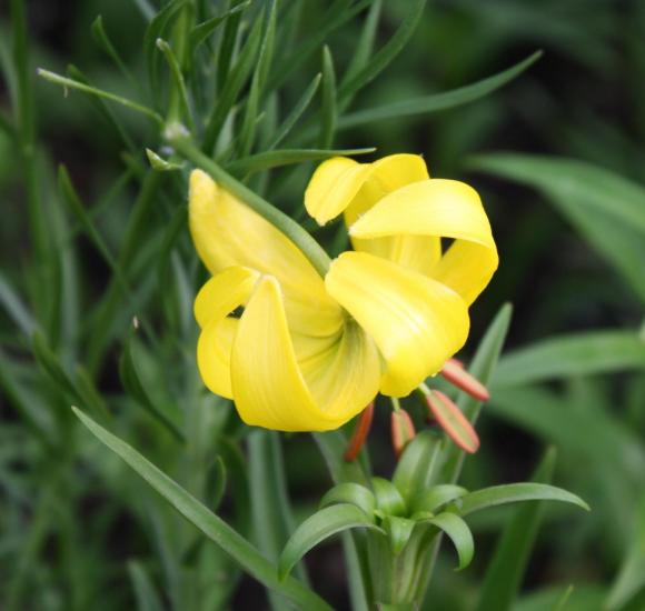 Lilium pumilum 'Yellow Bunting'