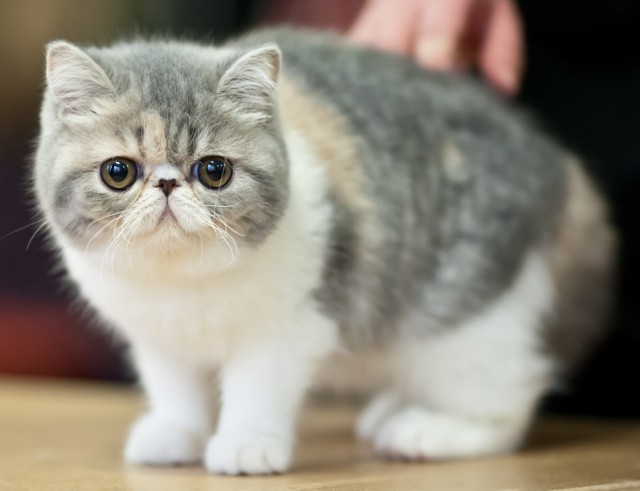 Harga kucing exotic shorthair