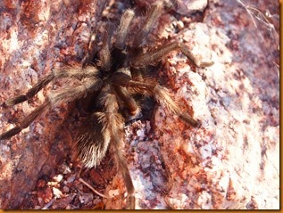 PB089274