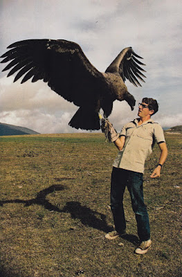 The size of this California condor, california condor size