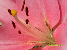 Lilienfein