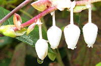 salal flowers