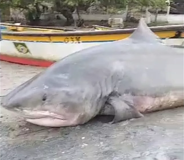 Tubarão Tigre é capturado na praia de Barreiras