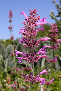 agastache