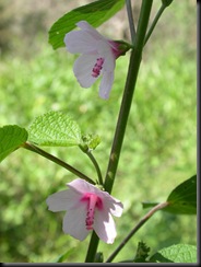 DSCN0064