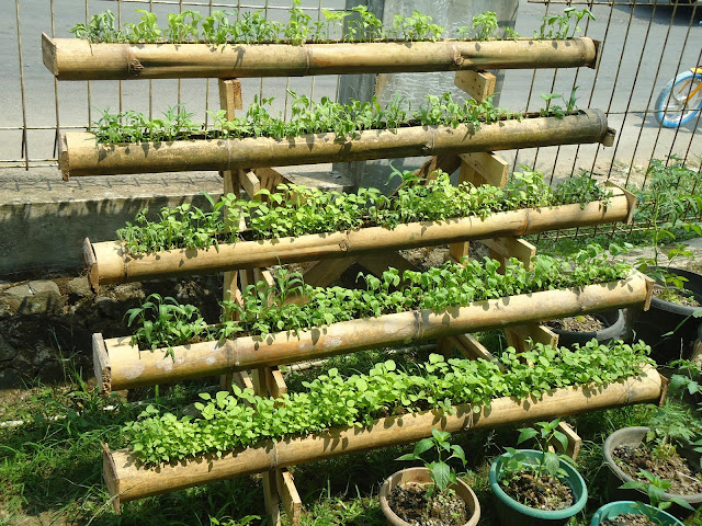 Cara Berkebun Menanam Sayuran Di Lahan Sempit