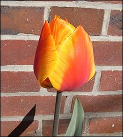 220px-Bild_003_tulpe_wp