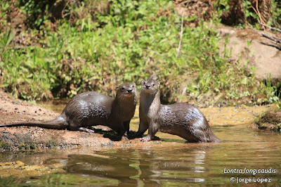 Neotropical Otter