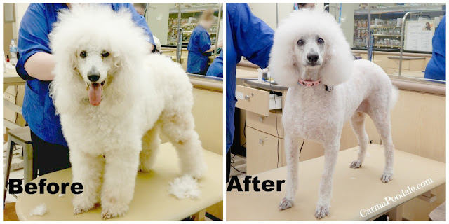 Poodle before and after petsmart grooming 