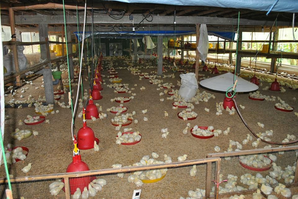 eL Nino Ramadhan Persiapan Kandang  Ayam  Broiler 