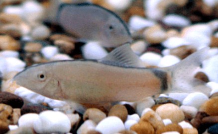 Yasuhikotakia Morleti (Skunk Loach)