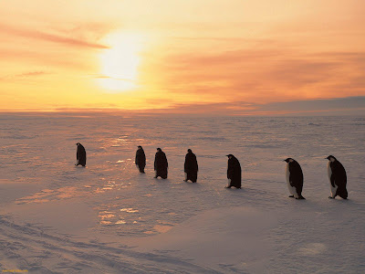 Emperor Penguins